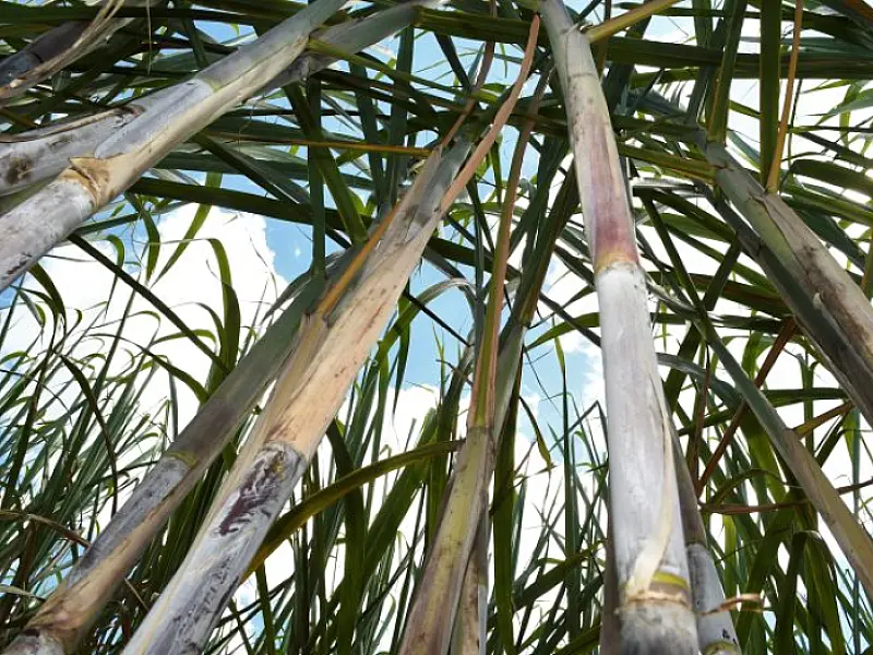 Força do agro: com apoio do Governo do Estado, MS bate recorde na produção de cana com 50,5 milhões