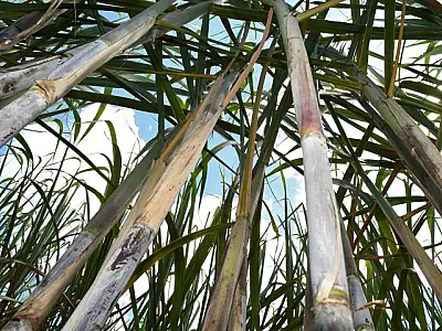 Força do agro: com apoio do Governo do Estado, MS bate recorde na produção de cana com 50,5 milhões