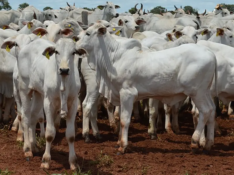 Bovinos, soja e cana alavancam alta no valor da produção agro em MS