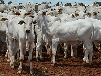 Bovinos, soja e cana alavancam alta no valor da produção agro em MS