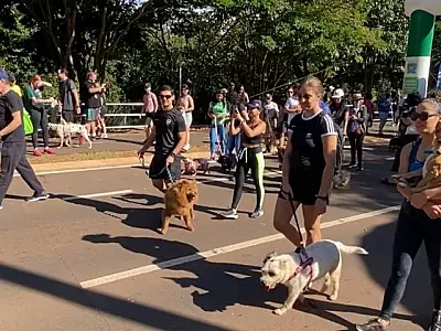 Abril Laranja: Ações de conscientização contra maus-tratos a animais chegam a Bodoquena e Corumbá