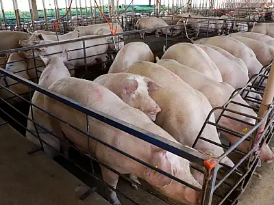 Com quase 300 granjas, suinocultura impulsiona economia de MS