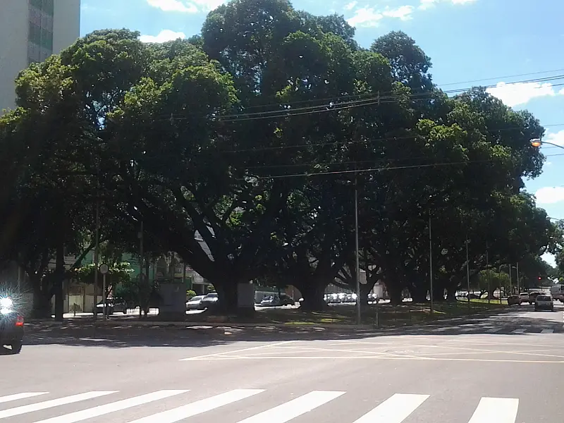 Arborização e os elementos do meio urbano serão discutidos em audiência nesta segunda