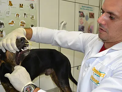 Ao atacar, cão é atingido por porco-espinho em Coxim