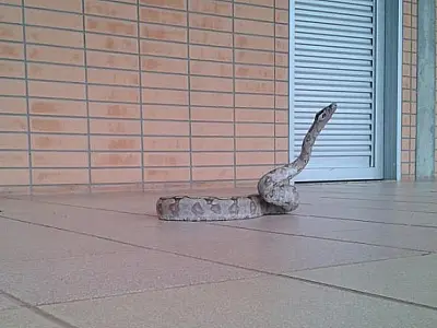 Jibóia é encontrada no campus da UFMS em Coxim