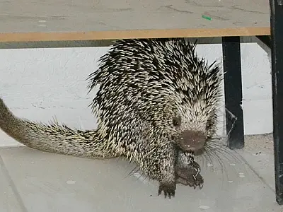 Porco espinho é encontrado em escola de Coxim