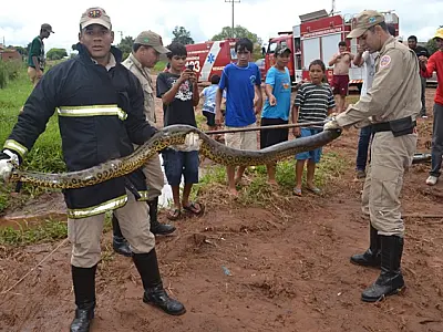 Moradores encontram sucuri de 3 metros em Caarapó