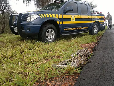 Onça atropelada é resgatada pela PMA
