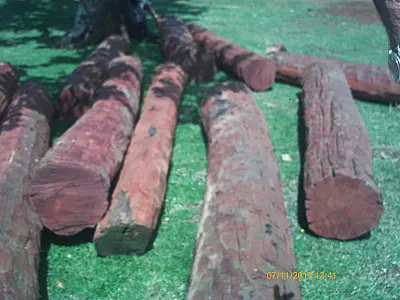 PMA autua pecuarista em R$ 3,2 mil por armazenamento ilegal de madeira protegida por lei