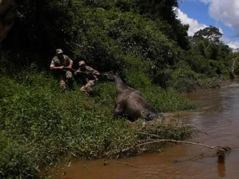 Com cheia do Rio Apa, cavalo fica ilhado em Bela Vista