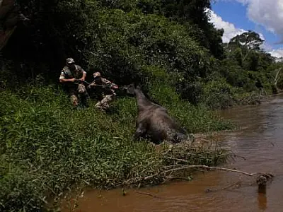 Com cheia do Rio Apa, cavalo fica ilhado em Bela Vista