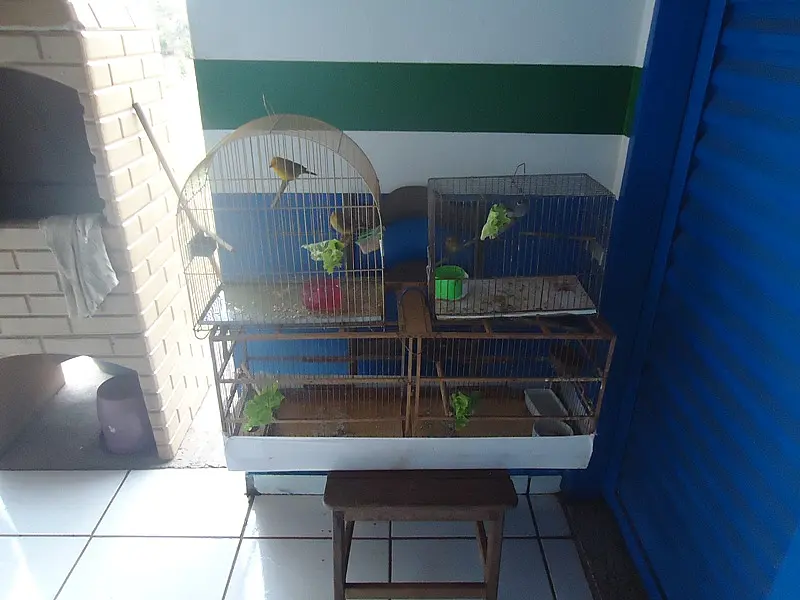 PMA autua homem em R$ 3 mil por criar aves silvestres ilegalmente