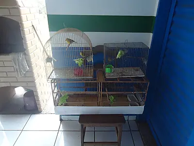 PMA autua homem em R$ 3 mil por criar aves silvestres ilegalmente