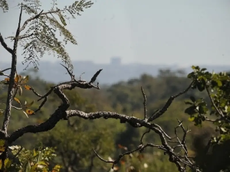 Mais da metade dos municípios têm legislação ambiental