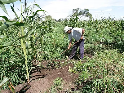 Agricultura familiar movimenta R$ 224 milhões na economia de Mato Grosso do Sul