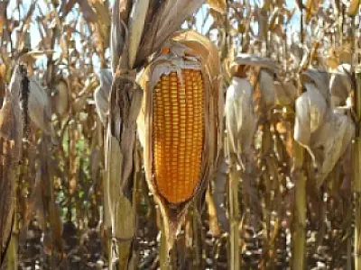 Mato Grosso do Sul leiloará 75 mil toneladas de milho