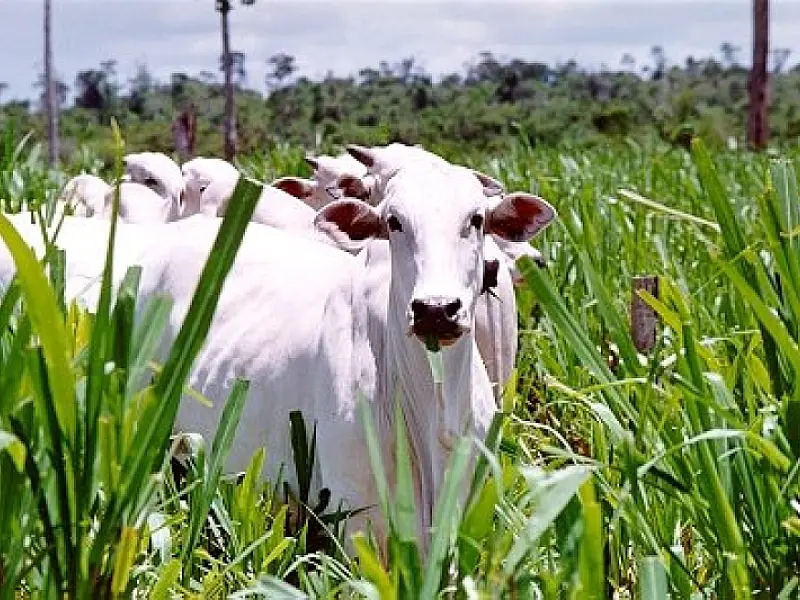 PIB da agropecuária cresce 3,68% em 2011