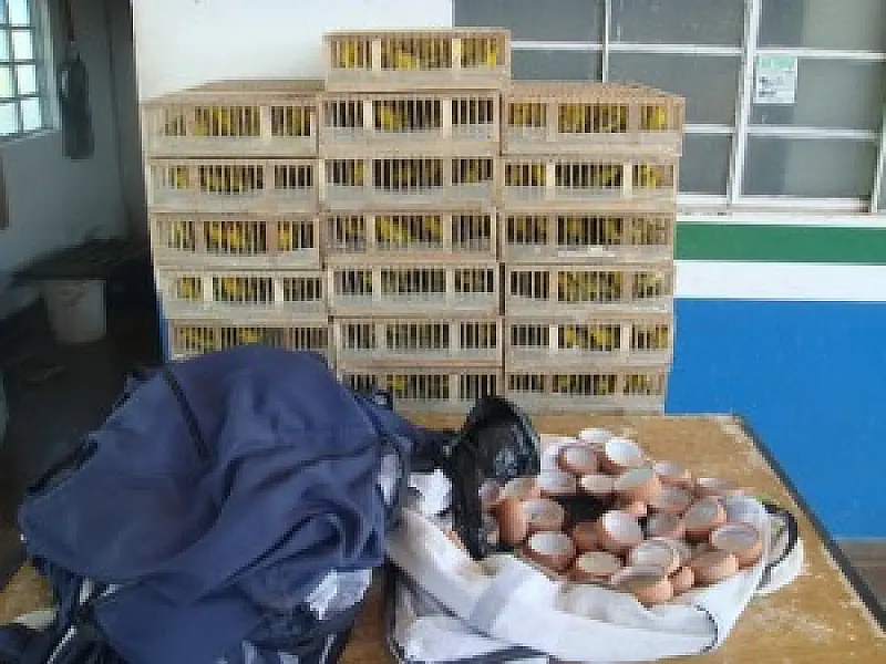 PMA apreende 1.250 canários peruanos em Miranda e aplica multa de R$ 625 mil
