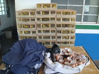PMA apreende 1.250 canários peruanos em Miranda e aplica multa de R$ 625 mil