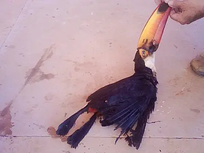 Tucano provoca curto-circuito e morre eletrocutado no campus da UFMS em Coxim