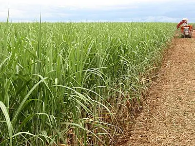 Açúcar está barato para estimular construção de usinas