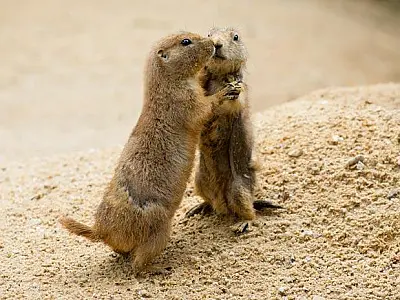 Pesquisador: poderemos conversar com animais em até 10 anos