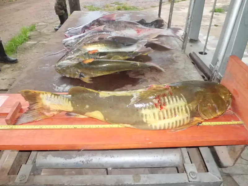 Em dois meses de piracema, PMA aplica R$ 19,4 mil em multas e apreende 291 kg de pescado