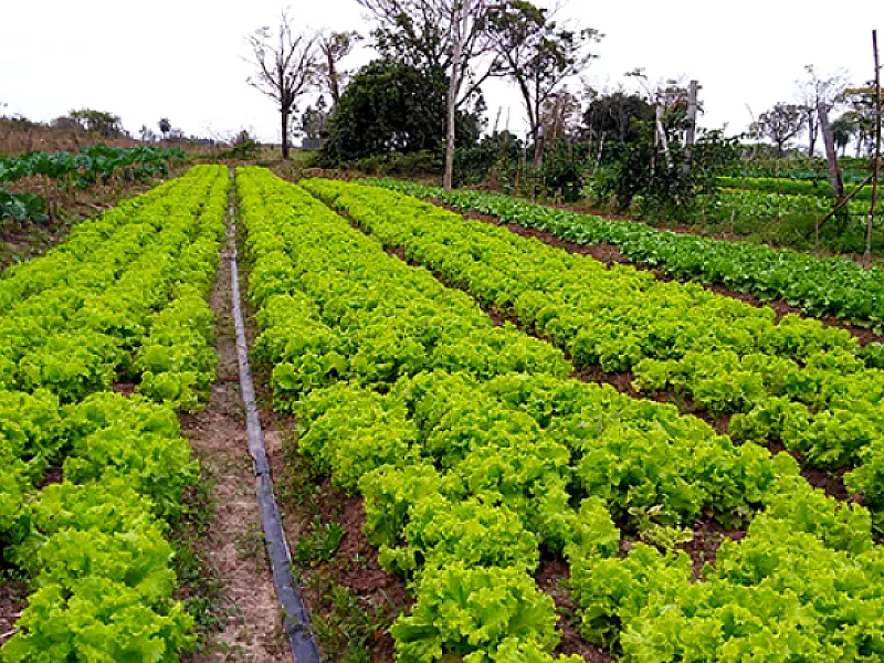 Governo de MS garante novo mercado para a agricultura familiar de Amambai