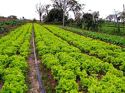 Governo de MS garante novo mercado para a agricultura familiar de Amambai