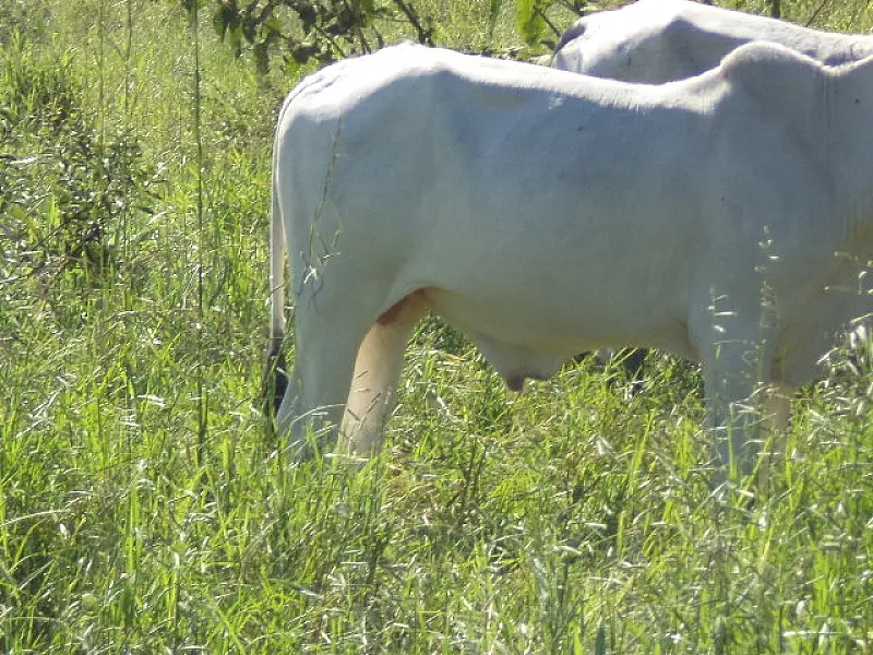 PMA autua dois criadores por deixar gado em área florestal alheia