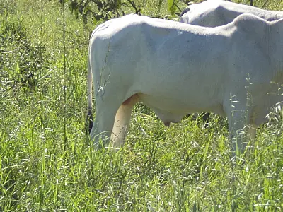 PMA autua dois criadores por deixar gado em área florestal alheia