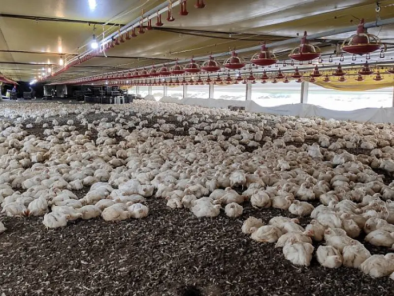 FCO aprova R$ 138,9 milhões em novos empreendimentos para MS, com destaque para avicultura