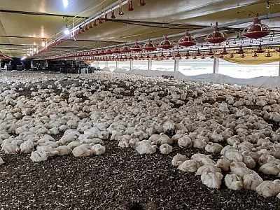 FCO aprova R$ 138,9 milhões em novos empreendimentos para MS, com destaque para avicultura