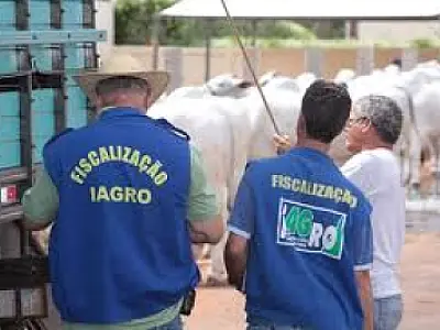 Iagro restringe o trânsito de animais na região de conflito indígena