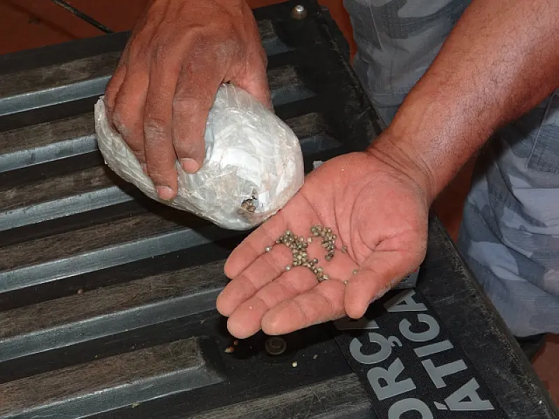Policiais apreendem 505 quilos de maconha e 600 gramas de sementes da planta