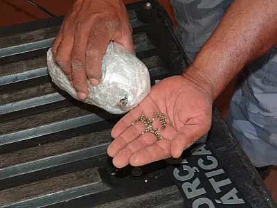 Policiais apreendem 505 quilos de maconha e 600 gramas de sementes da planta