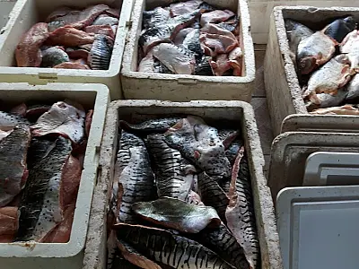 PMA bate recordes no 1º mês de piracema, com 21 presos, 1.122 kg de pescado apreendidos e R$ 110 mil em multas