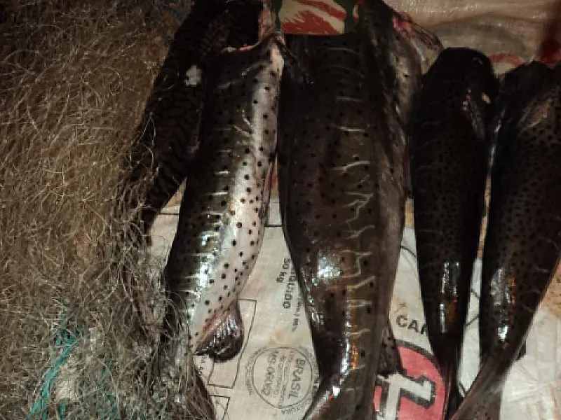 Pescadores são presos com 70 kg de pescado e multados