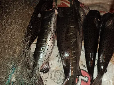 Pescadores são presos com 70 kg de pescado e multados