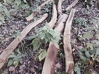 Fazendeira é autuada por exploração ilegal de madeira
