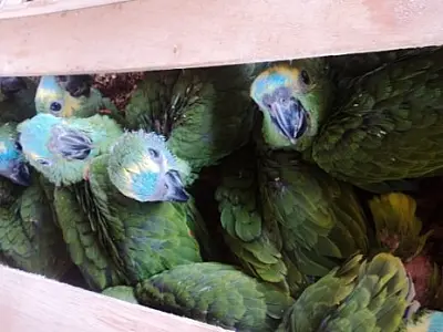 Traficantes são presos com papagaios e multados em mais de R$ 1 milhão