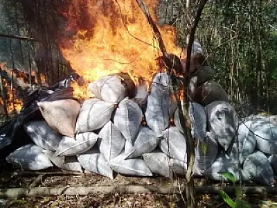 Mais de 44 mil kg de maconha são destruídos na fronteira