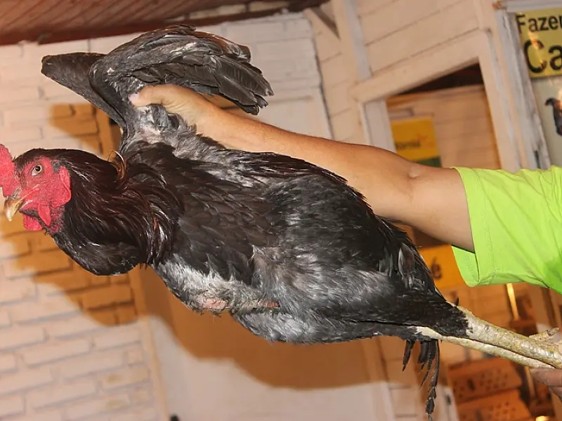 Expogrande 2013 tem como uma de suas atrações o “Galo Gigante”