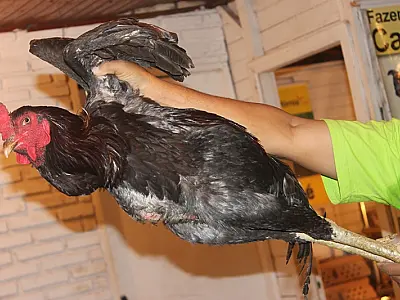 Expogrande 2013 tem como uma de suas atrações o “Galo Gigante”