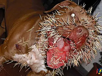 Mais um Pit Bull é atacado por porco-espinho em Mato Grosso do Sul