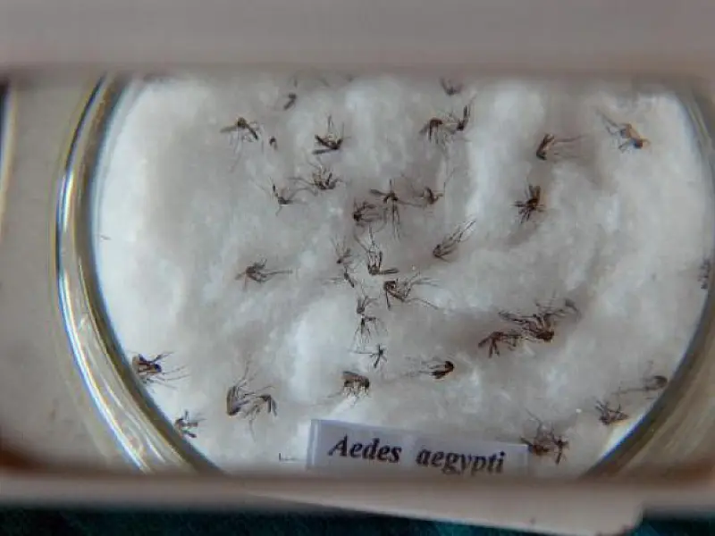 Brasil tem mais de 1 milhão de casos de dengue