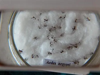 Brasil tem mais de 1 milhão de casos de dengue