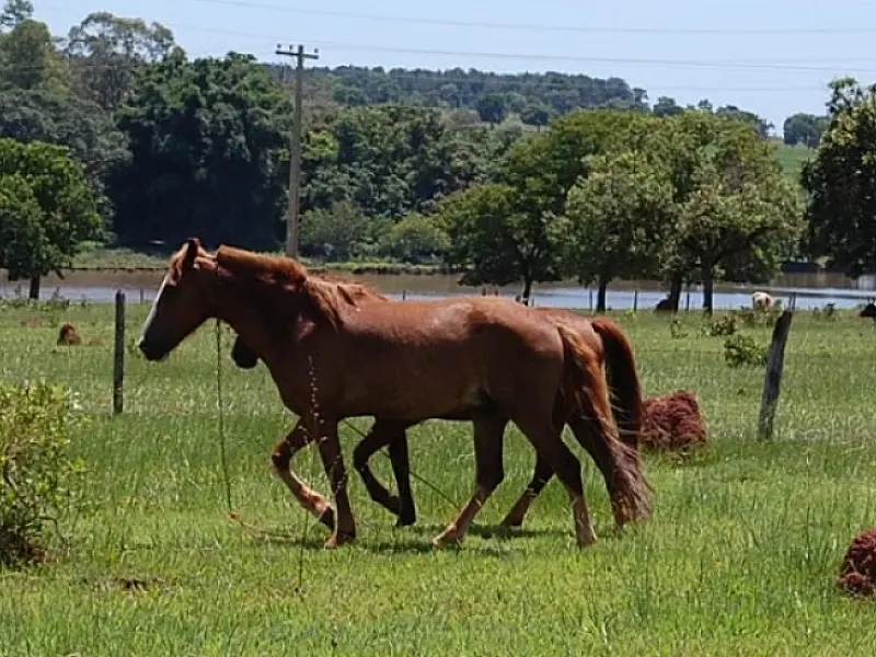 Polícia esclarece furto de cavalos em Selvíria