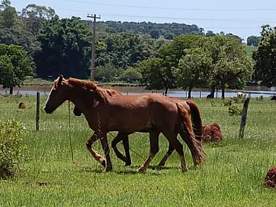 Polícia esclarece furto de cavalos em Selvíria