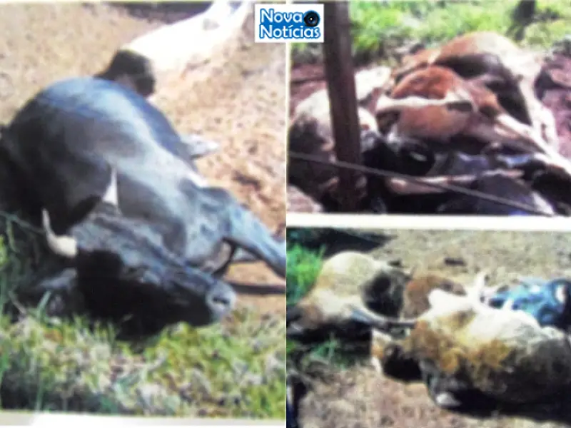Fio de alta tensão cai em cima de cerca e mata cinco animais